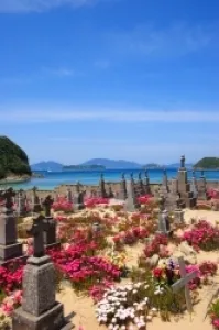 【花・見ごろ】頭ケ島キリシタン墓地のマツバギク