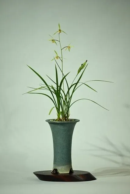 第21回 寒蘭展 ～その幽玄なる美と香り～