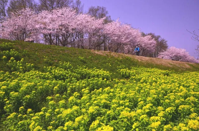 【桜・見ごろ】風車街道