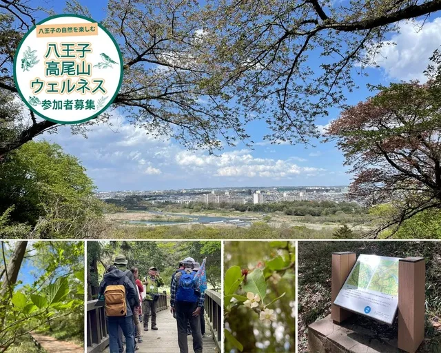 ハイキングガイドツアー「春の滝山丘陵」