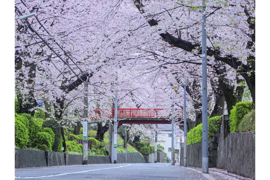 おおたの桜を楽しもう2026