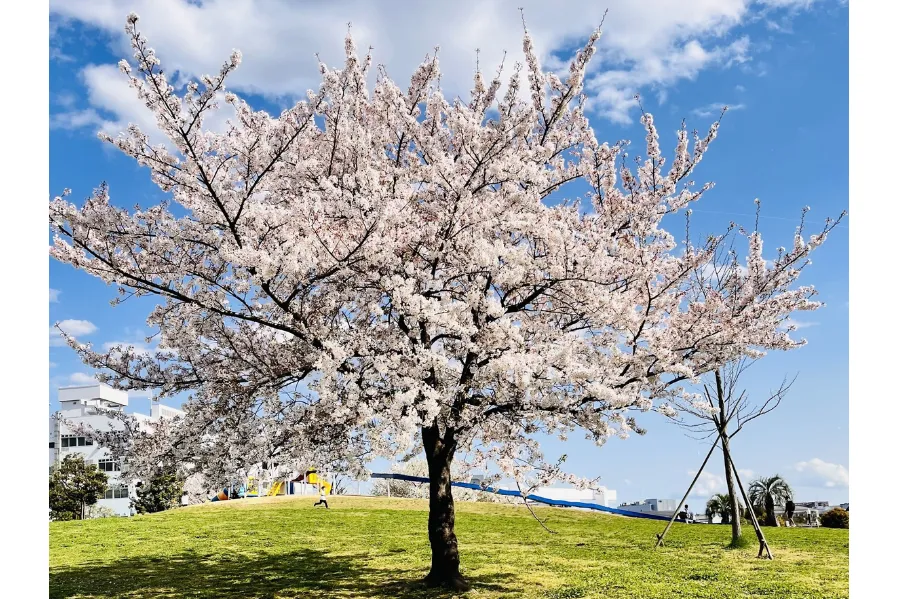 おおたの桜を楽しもう2026_4