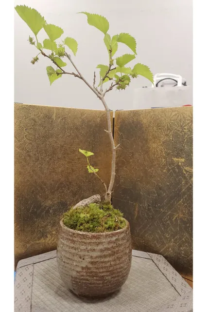 一花一縁 あおぞら盆栽ワークショップ