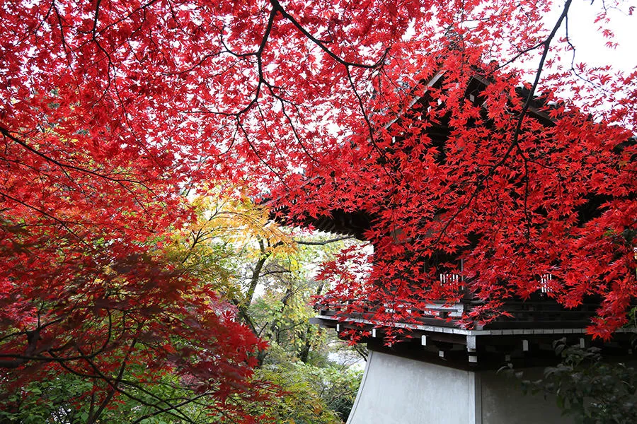 【一点もの】ゆるです☆紅葉のお祭り 紅葉の季節へ」 少し涼しくなり、紅葉の季節が楽しみになってき