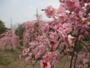 【花・見ごろ】山田池公園　ウメ