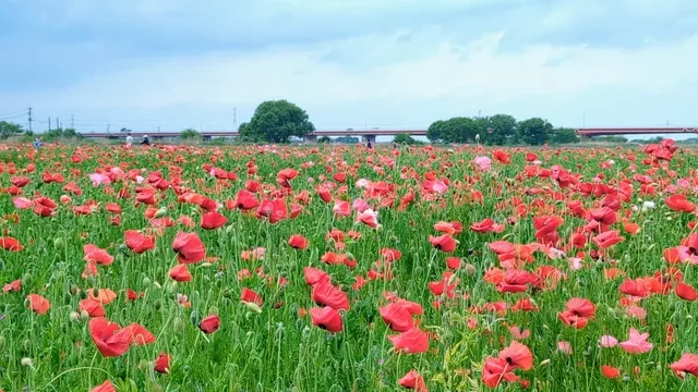 第16回こうのす花まつり
