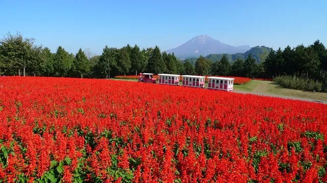 とっとり花回廊 オータムフェスティバル