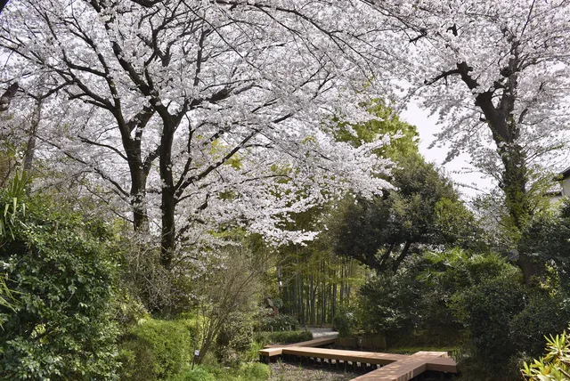 【桜・見ごろ】実篤公園