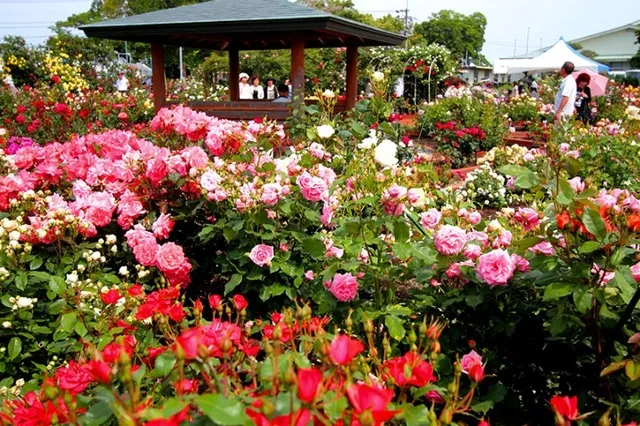 【花・見ごろ】藍住町バラ園の秋バラ