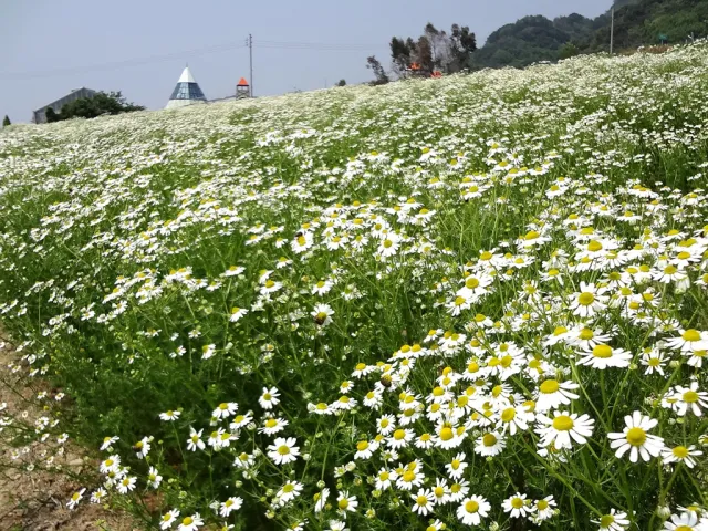 カモミールの摘み取り