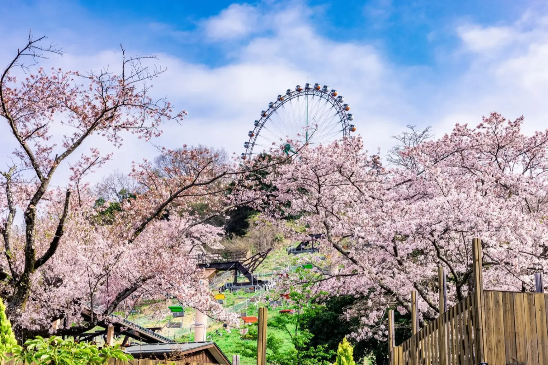 さがみ湖桜まつり_1