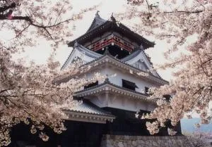 【桜・見ごろ】四国中央市　城山公園