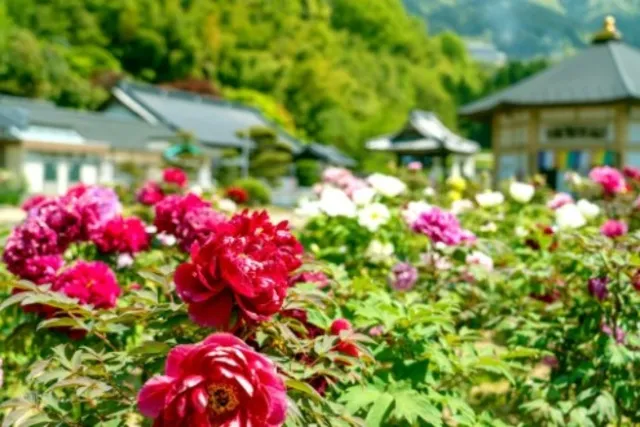 密厳寺新春「冬牡丹祭り」
