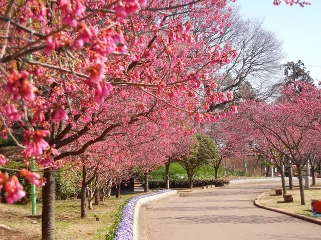 【桜・見ごろ】あけぼの山農業公園の寒緋桜