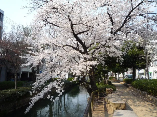 【桜・見ごろ】西川緑道公園