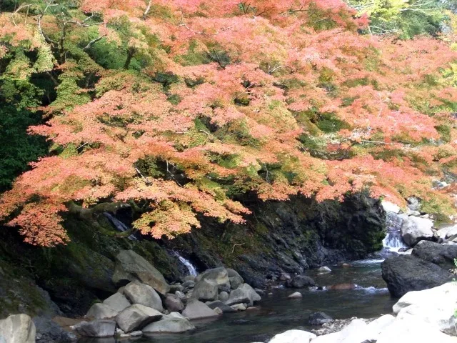 【紅葉・見ごろ】木谷峡