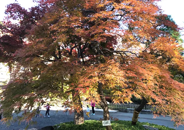 【紅葉・見ごろ】戸越公園