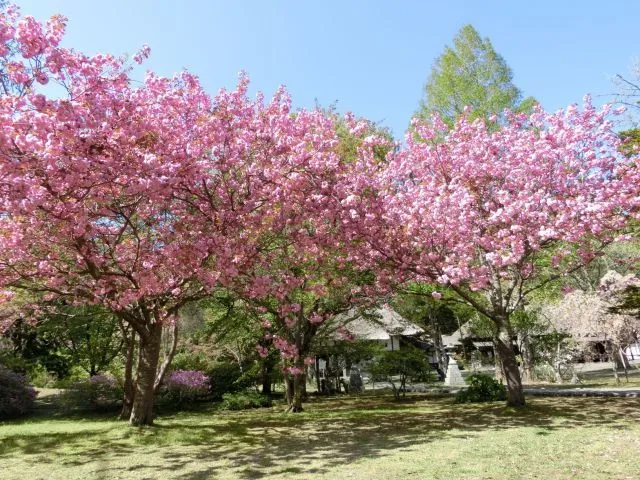 【桜・見ごろ】有珠善光寺自然公園_1