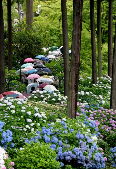 三室戸寺　あじさい園の開園