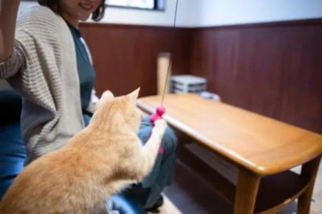 広島県動物愛護センター 猫ふれあい体験（9月）_1