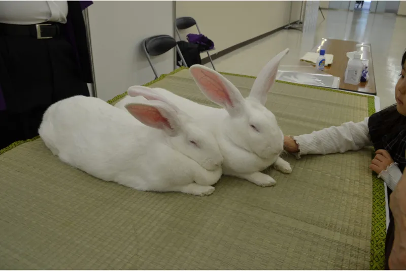 ジャンボうさぎとの触れ合い