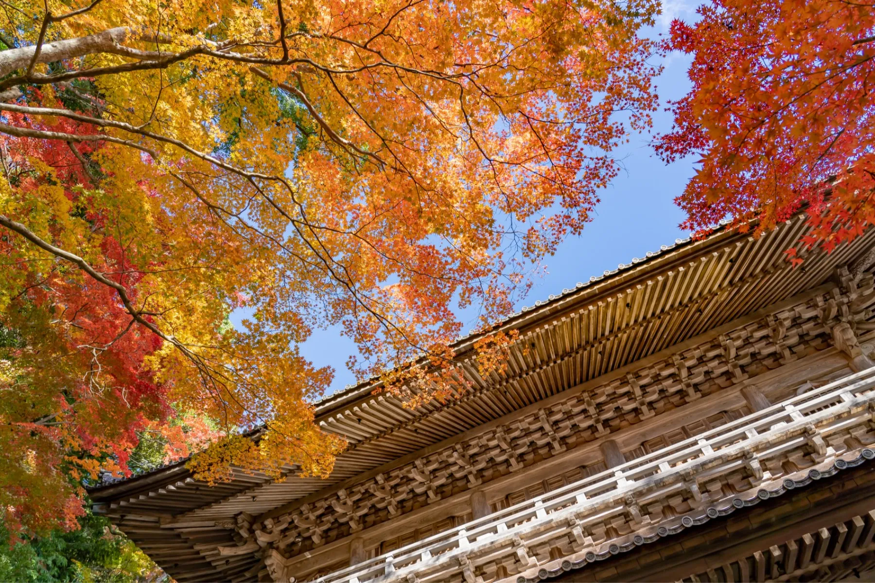 永源寺の紅葉情報_3