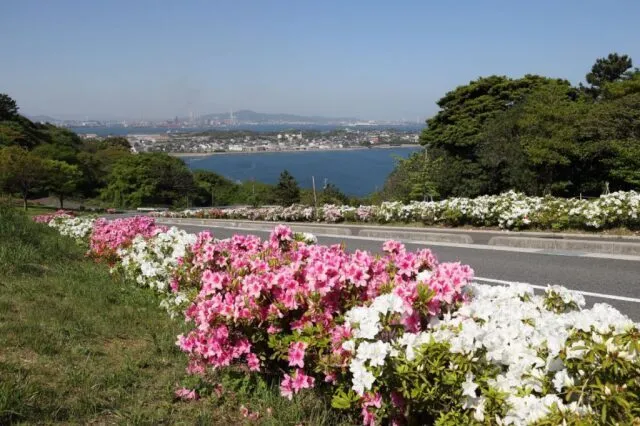【花・見ごろ】老の山公園　ツツジ