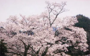 【桜・見ごろ】大通庵エドヒガンザクラ