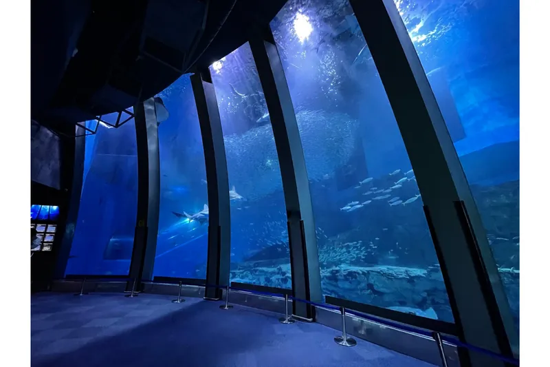 大海原に生きる群れと輝きの魚たち