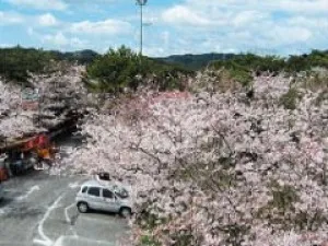 【桜・見ごろ】大浜公園