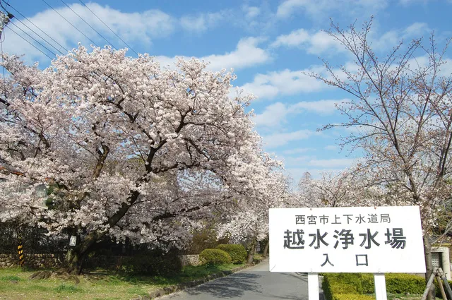 【桜・見ごろ】越水浄水場