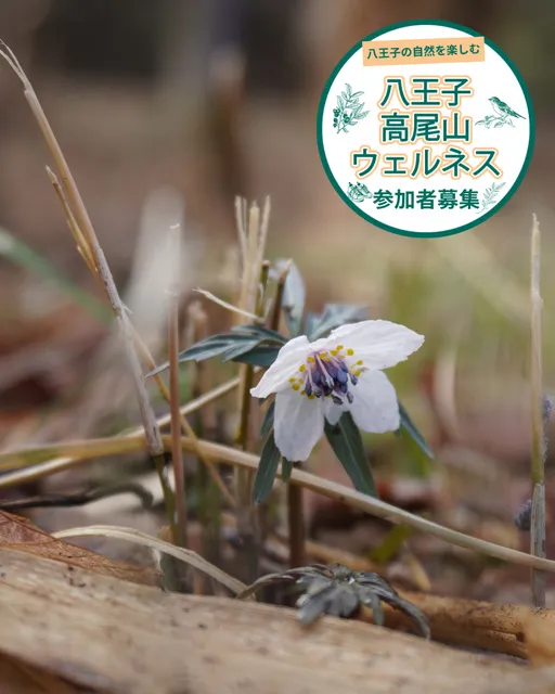 八王子ハイキングガイドツアー「片倉城跡公園から早春の草花を探して」