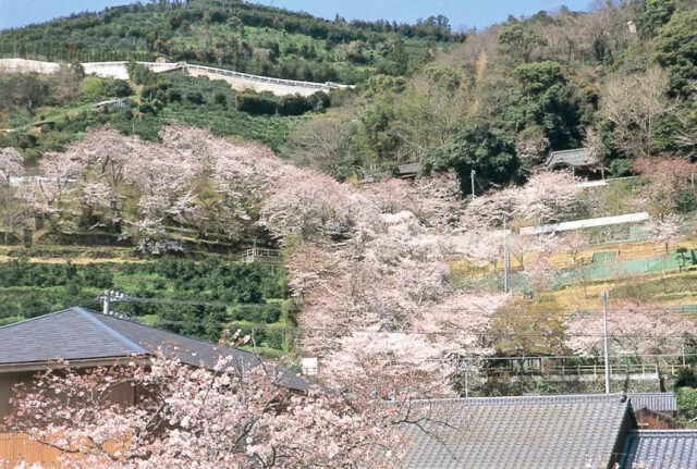 【桜・見ごろ】琴平公園