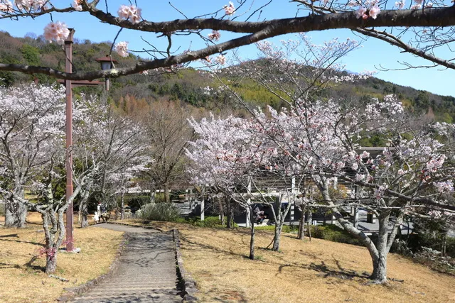 【桜・見ごろ】鏡山公園