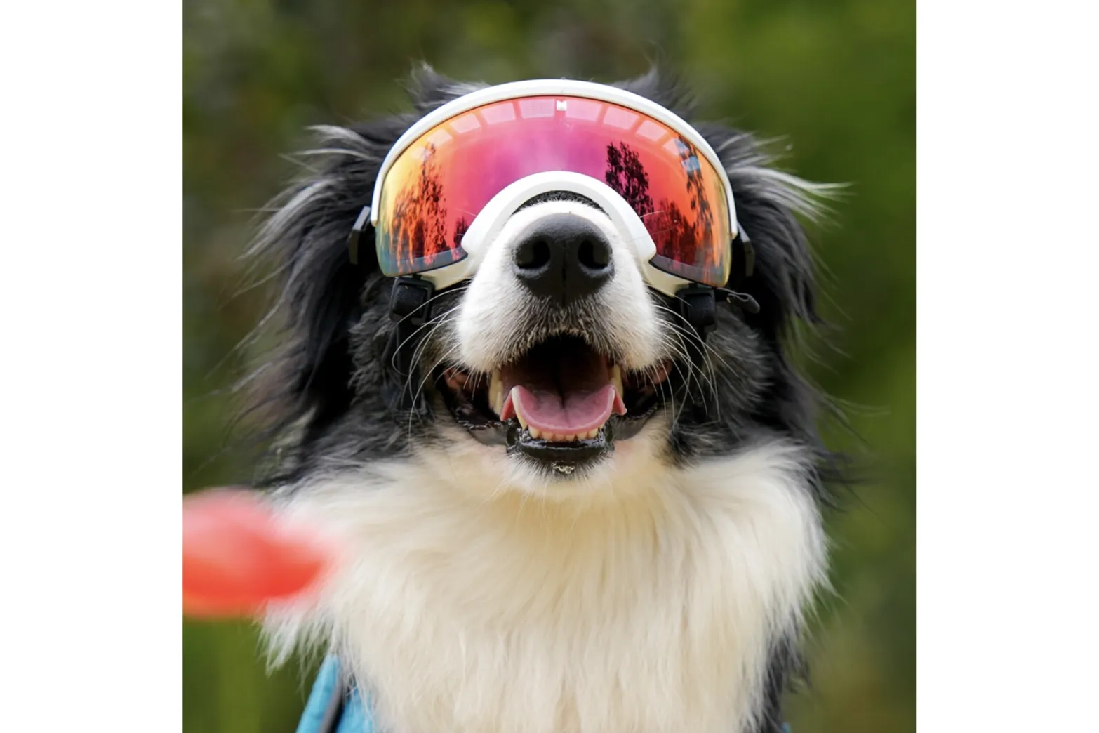 DOG  SPORTS FESTIVAL Supported by PS保険（わんスポ）_14