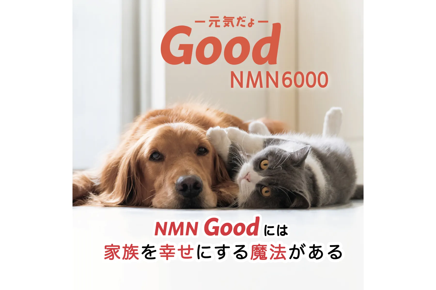 DOG  SPORTS FESTIVAL Supported by PS保険（わんスポ）_19