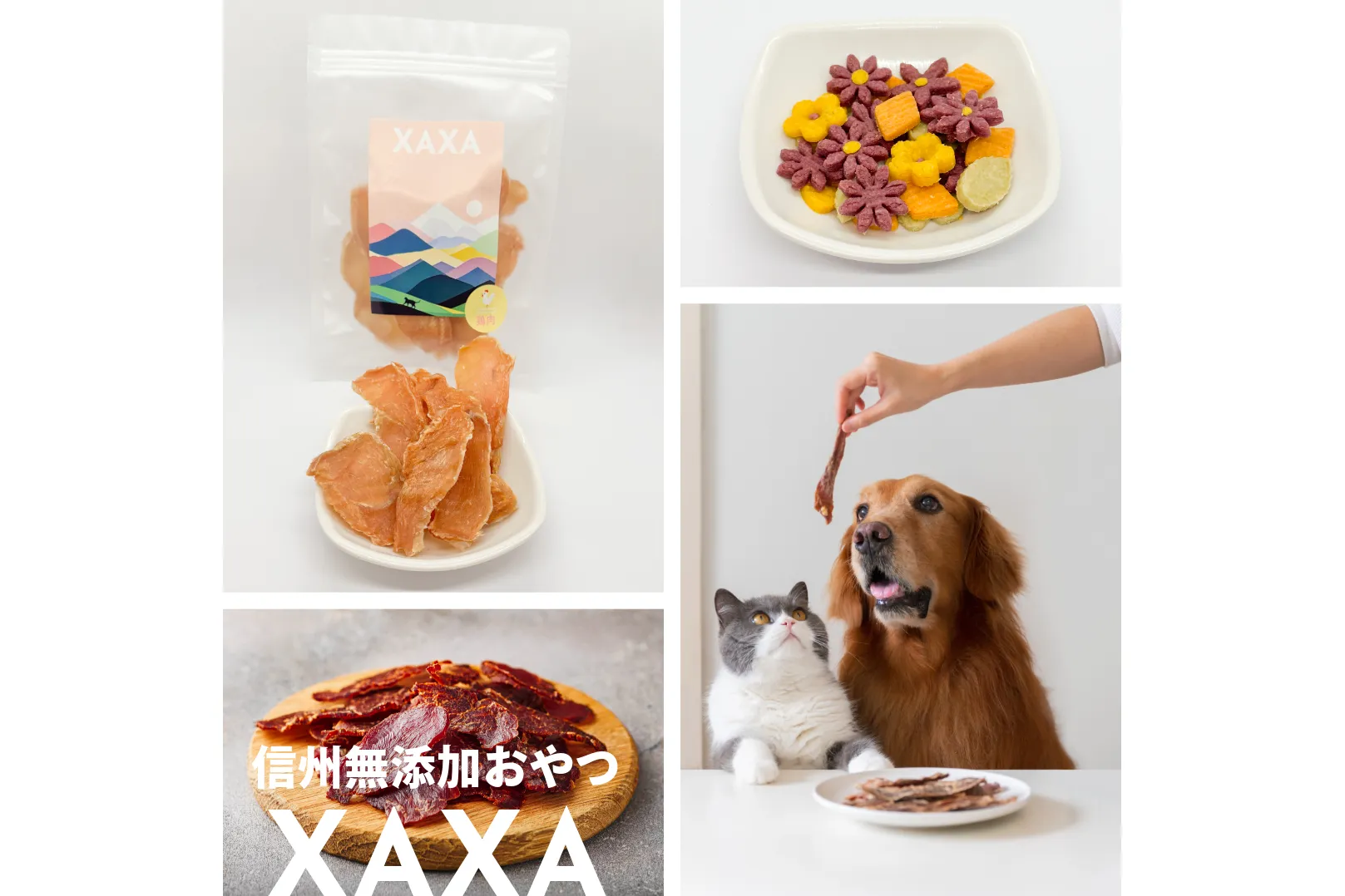 DOG  SPORTS FESTIVAL Supported by PS保険（わんスポ）_20