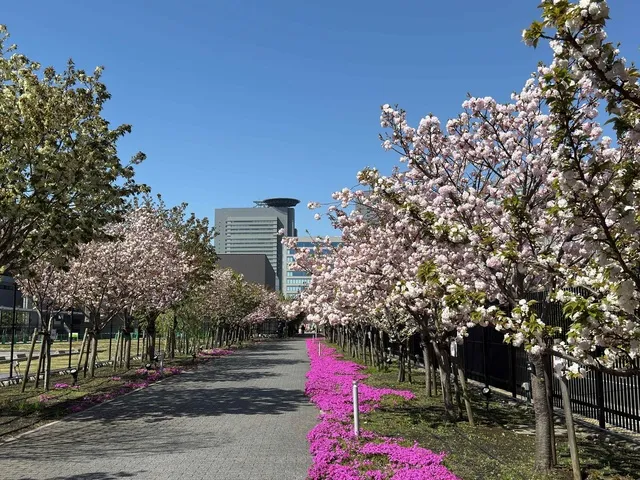 造幣局さいたま支局　桜のさんぽ道