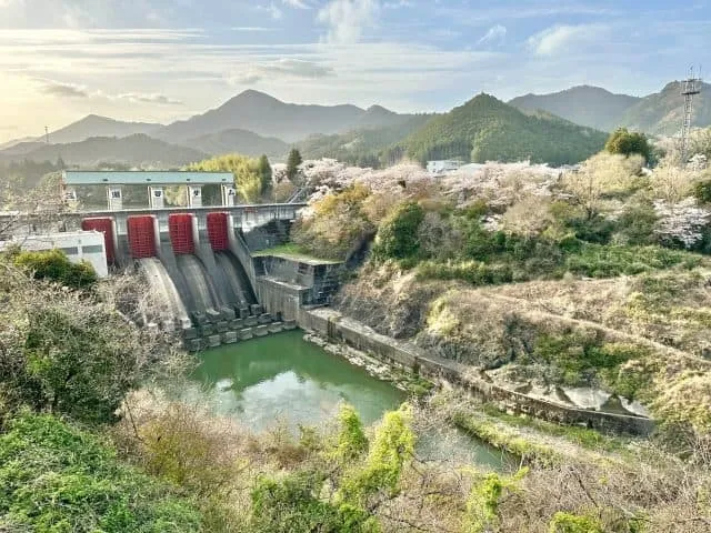 【桜・見ごろ】三瀬谷ダム