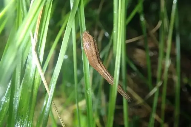 へんてこ吸血生物「ヤマビル」の不思議な生きかた