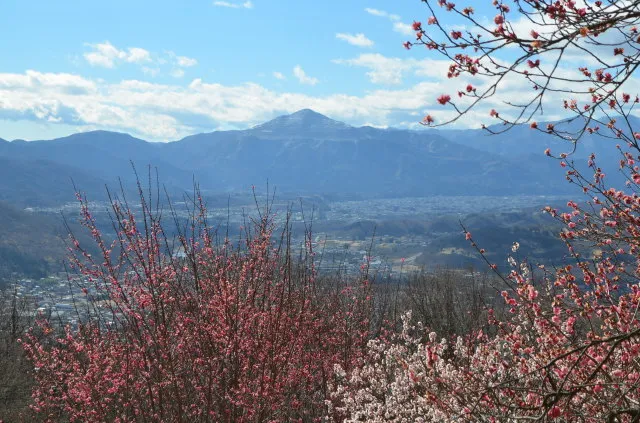 【花・見ごろ】長瀞 梅百花園の梅