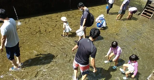 ニジマスつかみ取り