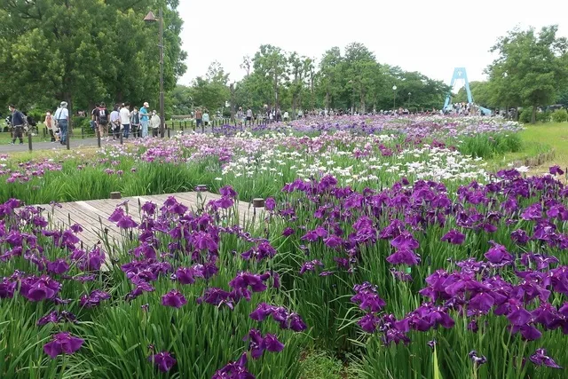 2026葛飾菖蒲まつり（水元公園会場）