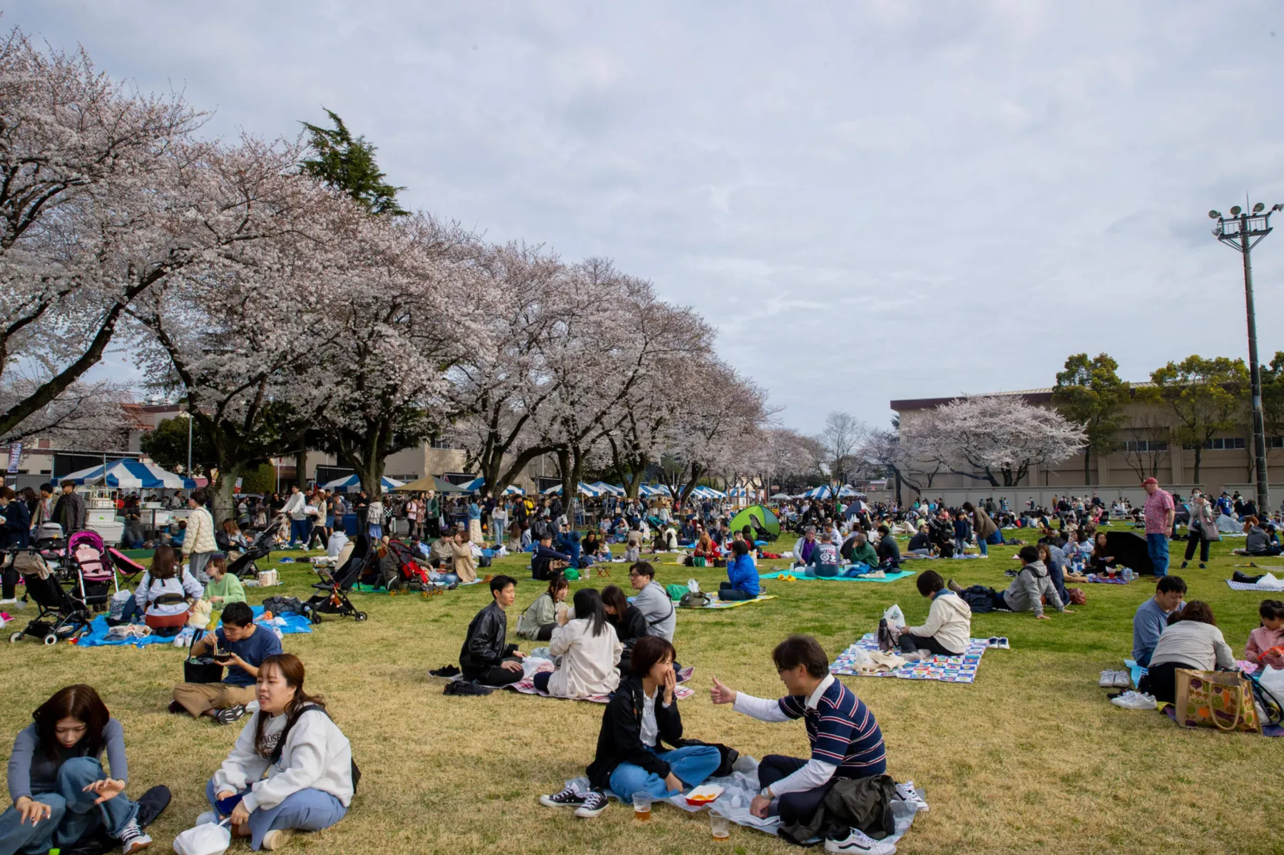 在日米陸軍キャンプ座間 日米親善桜まつり(基地一般開放イベント)_6