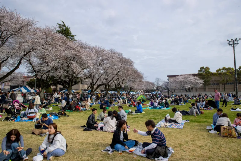 在日米陸軍キャンプ座間 日米親善桜まつり(基地一般開放イベント)_6