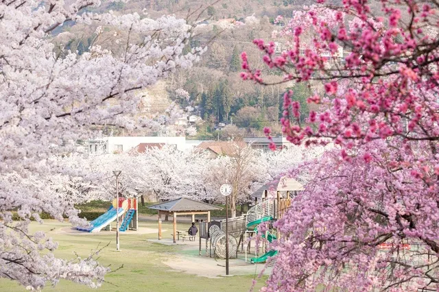 【桜・見ごろ】城山公園