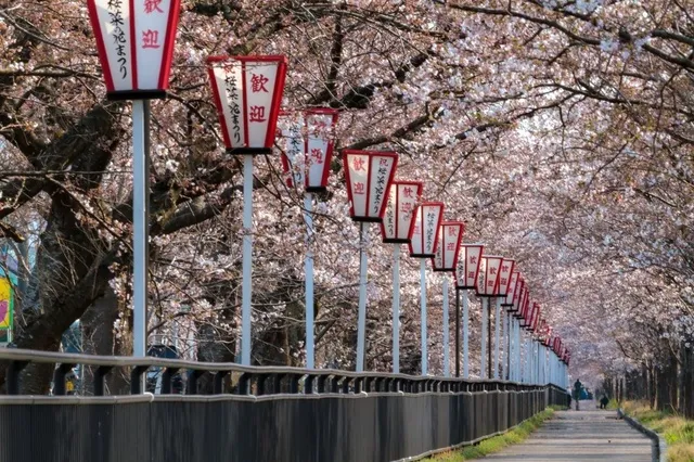 由利本荘春の花巡り2026 西目桜まつり