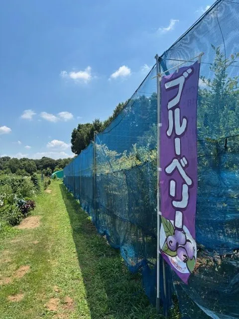 ブルーベリー摘み取り体験