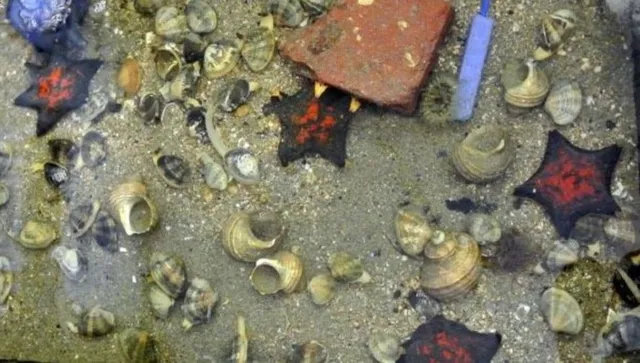 科学教室「海の生物の観察・実験 ～瀬戸内うらわざマリンピック～」