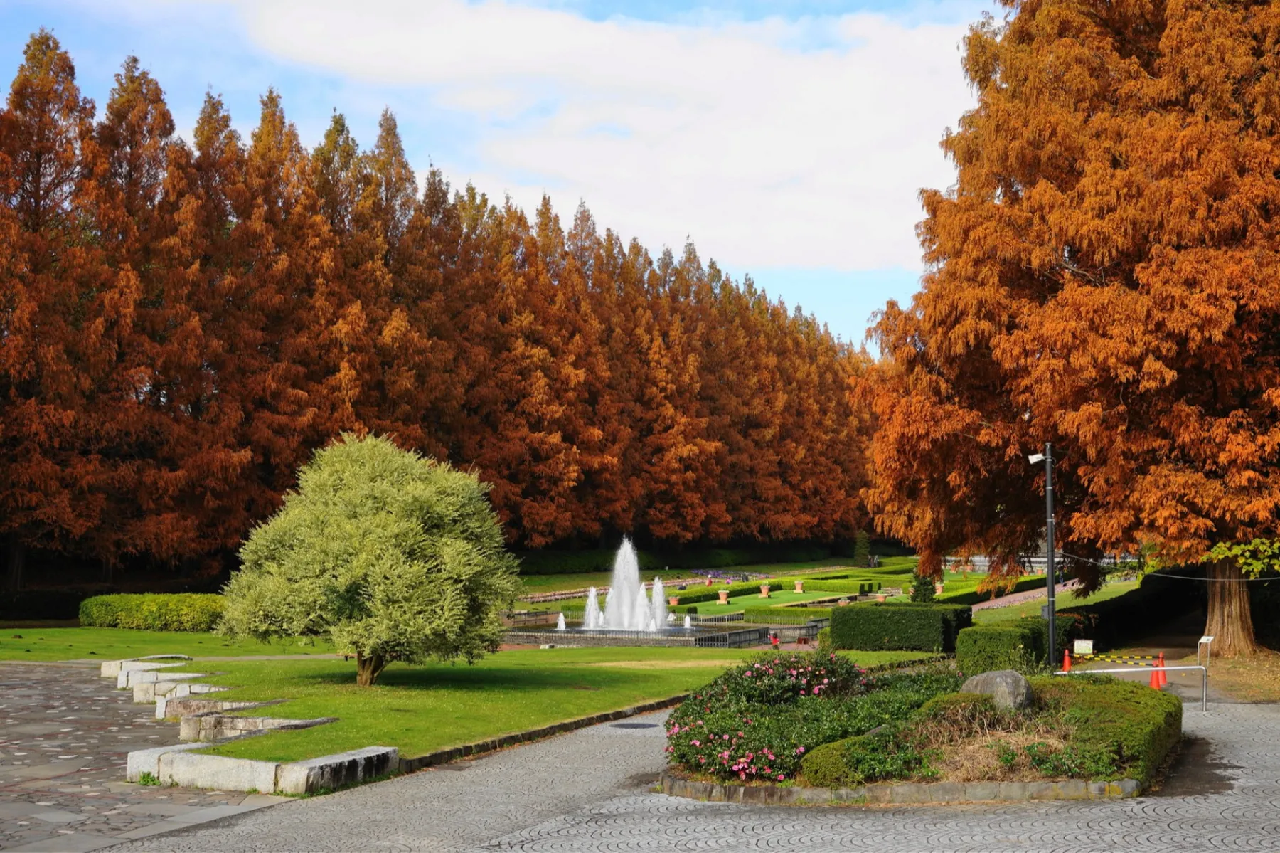 神奈川県立相模原公園の紅葉情報_2